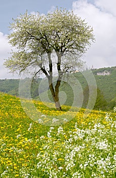 Spring meadow