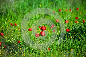 Spring meadow with anemones