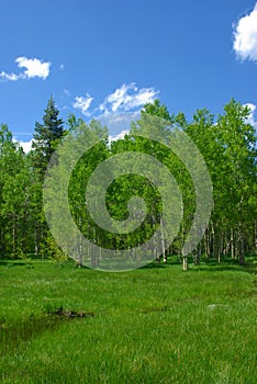 A Spring Meadow And Aspen Trees