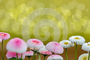 Spring meadow background. Beautiful pink and white sunny flowers with blurred natural green bokeh background, selective focus