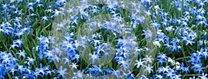 Spring meadow banner,  wild blue flowers bluebell Scilla bloom in early spring, earth day background