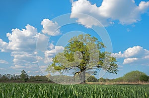 Spring meadow with big oak tree with fresh green leaves