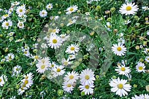 A spring meadow with blooming daisies and green grass