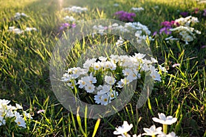 Spring meadow with blooming primroses