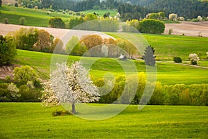 Spring meadow with blossoming cherries