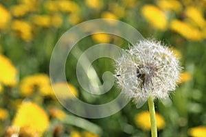 Spring meadow with bright green young grass and flowering dandelions. Visible fluffy faded dandelion. Close-up