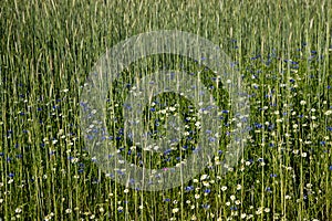 Spring meadow with cornflowers and daisies