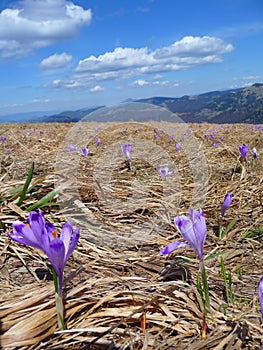 Spring meadow with crocus