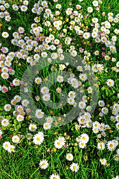 Spring meadow with daisies