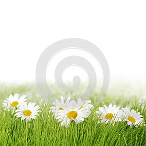 Spring meadow with daisies