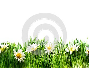 Spring Meadow with Daisies