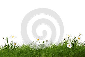 Spring Meadow with Daisies