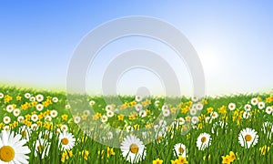 Spring meadow with daisies