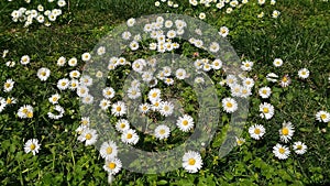 Spring meadow with daisies blossoms. Spring white background.