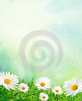 Spring meadow with daisies