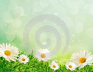 Spring meadow with daisies