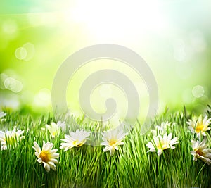 Spring Meadow with Daisies photo