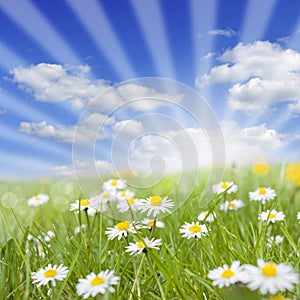 Spring meadow and daisy on green grass