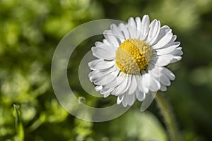 Spring Meadow Daisy Macro