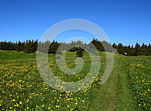 Spring meadow with dandelion