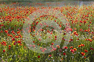 Spring Meadow Filled with Poppies, Pienza, Val d`Orcia, Tuscany, Italy