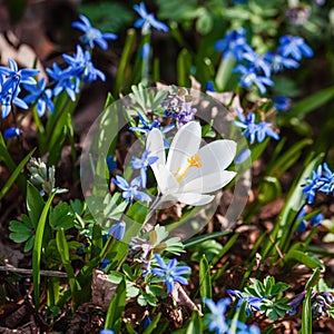 Spring meadow. First flowers, white crocus among purple scilla