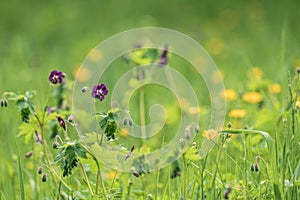 Spring meadow with flowers
