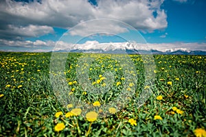 Spring meadow with spring flowers