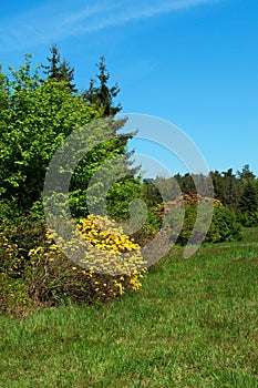 Spring meadow and forest landscape