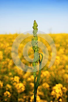 Spring meadow grass growing worldwide.