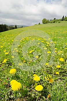 Spring meadow with green grass and dandelions