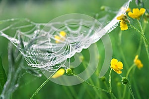 spring meadow with green grass and white spider web, blur background