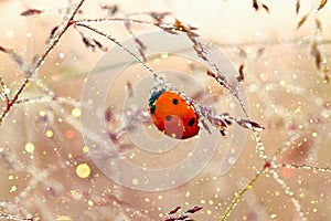 Spring meadow with ladybug close up macro