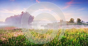 Spring meadow landscape. Natural scene of nature in the morning. Scenic river with mist and morning summer sky