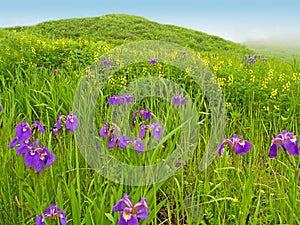 Spring meadow landscape with violet flowers