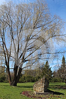 Spring meadow with large tree with fresh green leaves