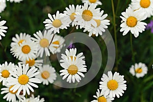 Spring meadow with many daisy flowers blooming, closeup detail
