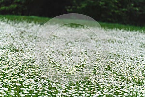 Spring meadow with many daisy flowers blooming, shallow depth of field photo, only few petals in focus, blurred forest