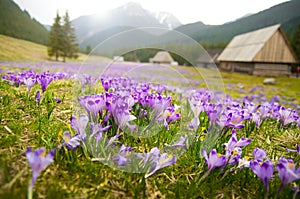 Spring meadow in mountains full of crocus flowers in bloom