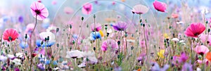 Spring meadow with multi-colored forest flowers. Vibrant colours, blooming flowers.