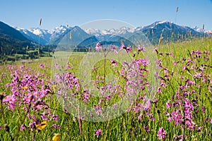 Spring meadow with pink lychnis flowers, mountain landscape allgau near oberstdorf photo