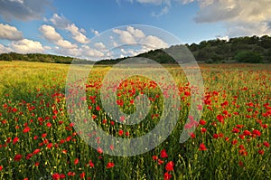 Spring meadow of poppies