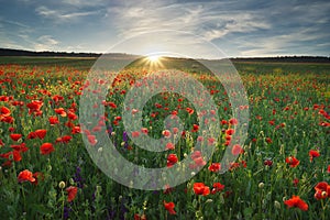 Spring meadow of poppy flowers