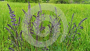 Spring meadow and purple wild herb