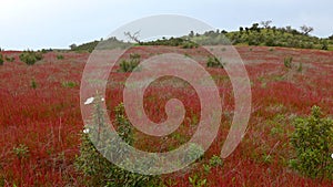 Spring meadow with red wild flowers in Alentejo, Portugal