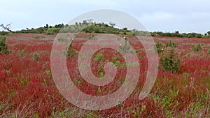 Spring meadow with red wild flowers in Alentejo, Portugal