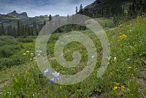 Spring meadow in San Juan Mountains in Colorado