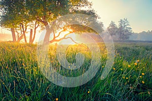 Spring meadow. Spring sunny landscape.