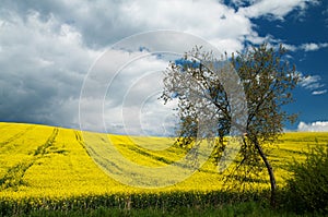 Spring meadow