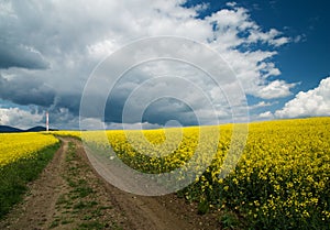 Spring meadow